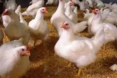 Μαύρα κοτόπουλα έχετε ξαναδεί; Και όμως υπάρχουν - Δείτε την «Lamborghini» των πουλερικών [photos]