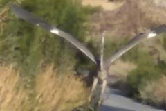 Κρήτη: Περίεργο πλάσμα αναστάτωσε όλη την Ιεράπετρα. Σοκαρισμένοι οι Κάτοικοι – Η Αλήθεια για το πουλί [photos]