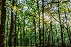 5 δασικές διαδρομές… αφορμή για εκδρομή