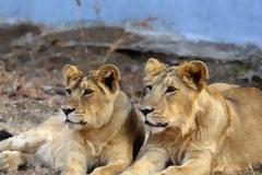 Λήξη συναγερμού για τα λιοντάρια, οι τίγρεις και το τζάγκουαρ στην Γερμανία