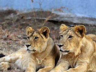 Φωτογραφία για Λήξη συναγερμού για τα λιοντάρια, οι τίγρεις και το τζάγκουαρ στην Γερμανία