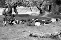 1941: Σαν σήμερα η Σφαγή στο Κοντομαρί Χανίων