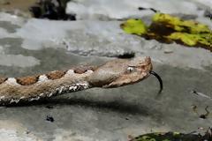 Ιωάννινα: Αστυνομική ...