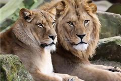 Tα αιλουροειδή στη Γερμανία αποδείχτηκαν εξυπνότερα από τους φύλακές τους