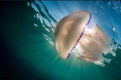 ΤΡΟΜΟΣ: Mέδουσα 