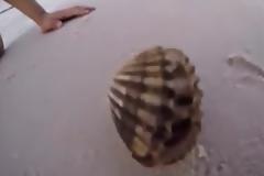 Βρήκε ένα κοχύλι στην παραλία. Μόλις το άνοιξε βγήκε κάτι απίστευτο από μέσα του... [video]