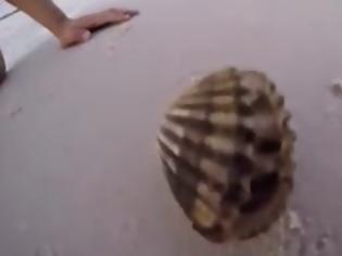 Φωτογραφία για Βρήκε ένα κοχύλι στην παραλία. Μόλις το άνοιξε βγήκε κάτι απίστευτο από μέσα του... [video]