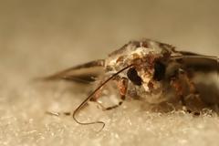 Πώς θα προστατέψετε τα χαλιά σας από τον σκόρο;