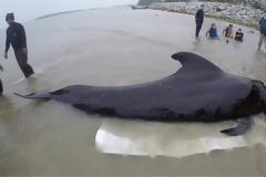 Τραγικός θάνατος για φάλαινα στην Ταϊλάνδη – Κατάπιε 80 πλαστικές σακούλες