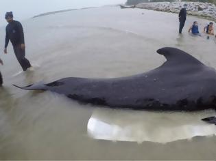 Φωτογραφία για Τραγικός θάνατος για φάλαινα στην Ταϊλάνδη – Κατάπιε 80 πλαστικές σακούλες