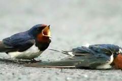 Θηλυκό σπουργίτι χτυπήθηκε θανάσιμα από αυτοκίνητο και οι προσπάθειες του συντρόφου του να το επαναφέρει έκαναν όλο τον κόσμο να δακρύσει! [photos+video]