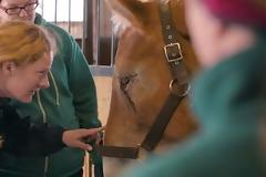 Αυτό το άλογο πήγαινε για σφαγή - Όταν όμως το κοίταξαν στα μάτια, πραγματικά τα έχασαν… [video]