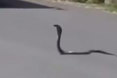 Σταμάτησαν να δουν αυτή τη κόμπρα. Όταν είδαν όμως τι έγινε έμειναν με το στόμα ανοιχτό... [video]