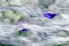 Δείτε το χάρτη με τις τσούχτρες στην Ελλάδα: Πού έχουν εμφανιστεί [λίστα]