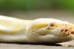 Βίντεο σοκ: Πύθωνας διαπιστώνει ότι κάτι δεν πάει καλά με αυτό που έφαγε και...