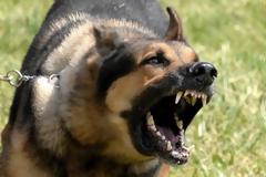 Σκύλος δάγκωσε στο πρόσωπο 10 μηνών βρέφος στη Ναύπακτο