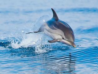Φωτογραφία για Στα ίχνη των φαλαινών και των δελφινιών της Μεσογείου