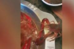 Ασύλληπτο βίντεο: Καραβίδα έκοψε τη δαγκάνα της για να γλιτώσει το βράσιμο!