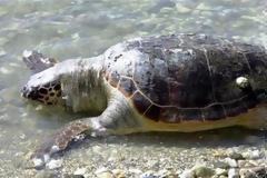 Εντοπίστηκε νεκρή χελώνα καρέτα-καρέτα στη Σαλαμίνα