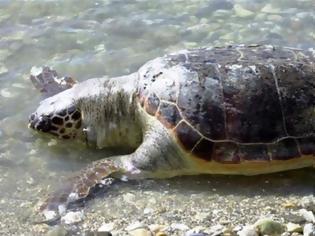 Φωτογραφία για Εντοπίστηκε νεκρή χελώνα καρέτα-καρέτα στη Σαλαμίνα