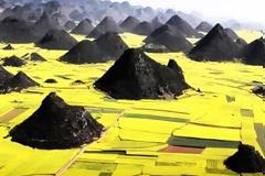 Κανόλα: Ένας κίτρινος παράδεισος!