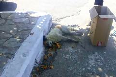 Σκότωσαν με φόλα Σκύλο στο Μοναστηράκι Βόνιτσας (ΦΩΤΟ)