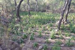 Κρήτη:  ''Ορφανή'' φυτεία κάνναβης με 1.704 δενδρύλλια