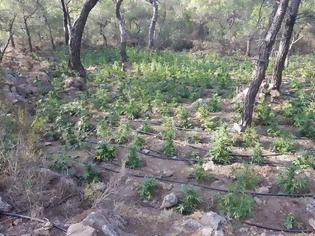 Φωτογραφία για Κρήτη:  ''Ορφανή'' φυτεία κάνναβης με 1.704 δενδρύλλια