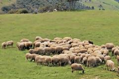 Αιτωλ/νία: Περίπου 300 κτηνοτρόφοι αποκλείονται από την βιολογική κτηνοτροφία