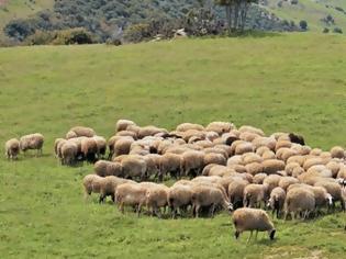 Φωτογραφία για Αιτωλ/νία: Περίπου 300 κτηνοτρόφοι αποκλείονται από την βιολογική κτηνοτροφία