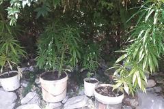Δύο συλλήψεις στον ΑΣΤΑΚΟ: Δενδρύλλια χασίς, ναρκωτικά χάπια και λαθραίος καπνός βρέθηκαν σε αποθήκη!