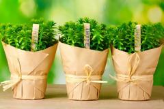 Φυτά που είναι φυσικά αντικουνουπικά!