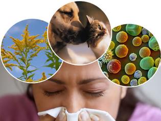 Φωτογραφία για Αλλεργία. Ποιος ο μηχανισμός δράσης; Τι είναι και πώς μπορεί να αντιμετωπιστούν οι αλλεργίες; Υπάρχει τρόπος πρόληψης;