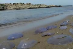 Σε ποιες παραλίες έχουν ήδη κάνει την εμφάνισή τους οι τσούχτρες;