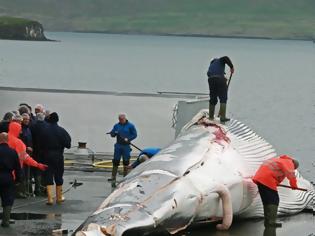 Φωτογραφία για Ιάπωνες αλιείς σκότωσαν 333 φάλαινες μινκ, εκ των οποίων οι 122 ήταν έγκυες