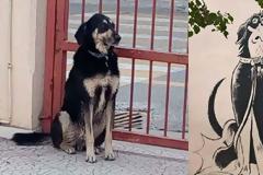 Θύελλα αντιδράσεων για τον εγκλεισμό του «Νυχτερίδα» στο κυνοκομείο - «Είχαμε καταγγελίες για επιθέσεις» απαντά ο Δήμος Χαλκιδέων (ΦΩΤΟ)