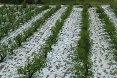 Κύπρος: Άμεση αποζημίωση στους αγρότες μέχρι και 50% με απόφαση Υπουργικού