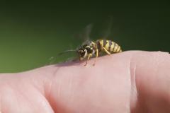 Σας τσίμπησε μέλισσα ή σφήκα; Τι πρέπει να κάνετε;