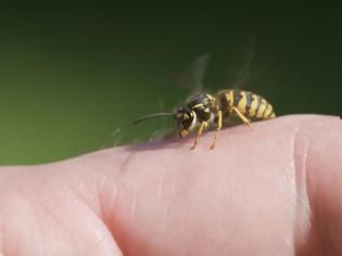 Φωτογραφία για Σας τσίμπησε μέλισσα ή σφήκα; Τι πρέπει να κάνετε;