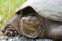 Σάλος στις ΗΠΑ: Καθηγητής τάισε χελώνα με... ένα κουτάβι μπροστά στους μαθητές του