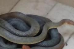 Δεν πίστευαν στα μάτια τους φοιτητές; στα Γιάννενα - Βγήκαν στο μπαλκόνι και αυτό που υπήρχε στη γωνία θα τους 