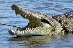 Αιθιοπία: Κροκόδειλος καταβρόχθισε ιερέα σε ομαδική βάπτιση σε λίμνη