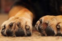 Σοκ στο Κανάλι Πρέβεζας – Τρία άτομα Αφγανικής καταγωγής κατηγορούνται βιασμό σε σκυλάκι!!