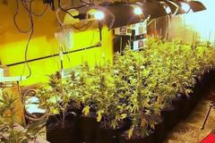 Πλήρες εργαστήριο υδροπονικής κάνναβης σε σπίτι της Καλλιθέας