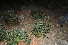 Ορφανή φυτεία στην Πετρούπολη