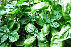 10 φυτά που είναι φυσικά αντικουνουπικά!