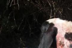 Μοναστηράκι Βόνιτσας: Παρέσυρε με φορτηγό πέντε αρνιά και συνελήφθη!