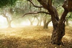 Παντάνασσα: Τραυματίας 41χρονος που έπεσε από ελαιόδεντρο