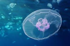 Παρατηρητήριο για... τσούχτρες – Σε ποιες παραλίες εμφανίζονται (χάρτης)