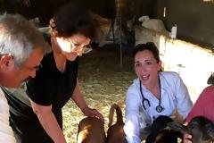 Άνδρος: Αγελάδα γέννησε τετράδυμα!